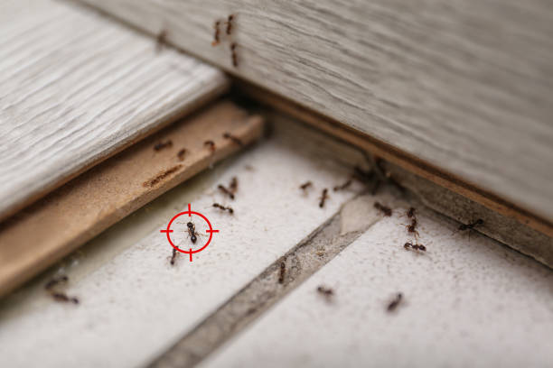 Best Pest Control Near Me  in Ashaway, RI